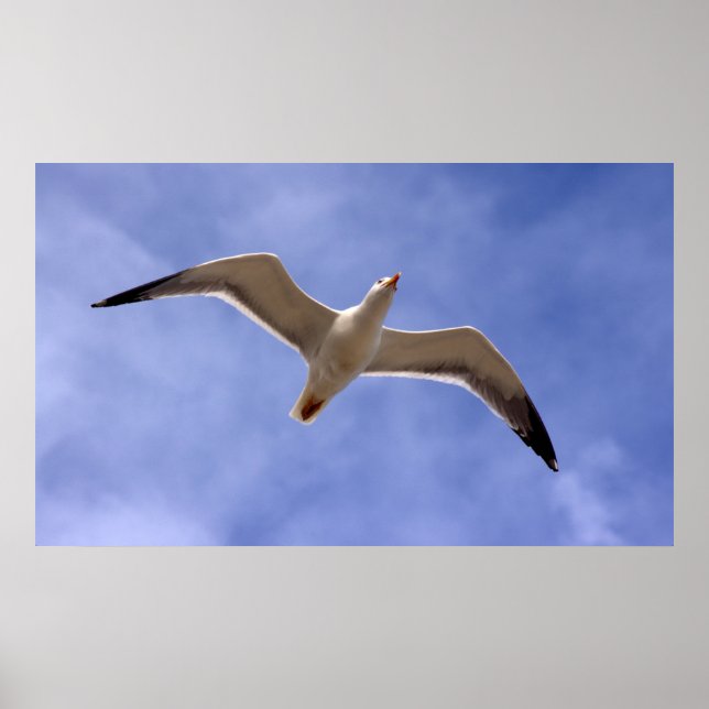 Póster Seagull Poster (Frente)