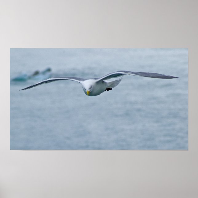 Póster Seagull Poster 3 (Frente)