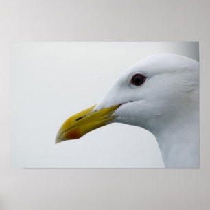 Póster Seagull Poster 6