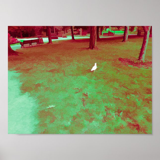 Póster Seagull Walking in Park Tourmaline Paint (Frente)