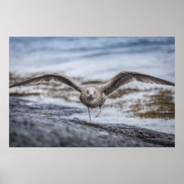 Póster Seagull Wildlife Photo Poster