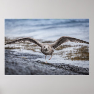 Póster Seagull Wildlife Photo Poster