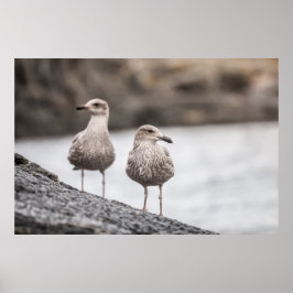 Póster Seagulls Wildlife Photo Poster