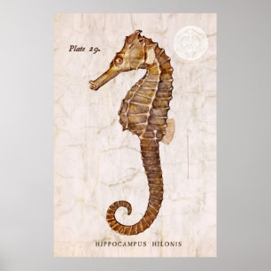 Póster Seahorse del vintage - Seahorses antiguos