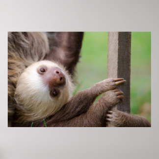 Póster Sean Graesser Sloth
