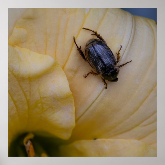 Póster Searching (Frente)