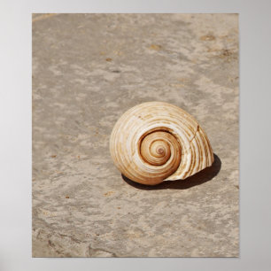 Póster SeaShell