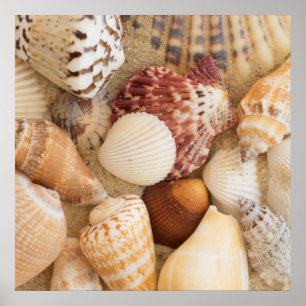 Póster Seashell Arrangement