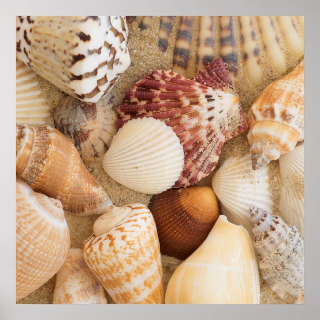 Póster Seashell Arrangement (Frente)