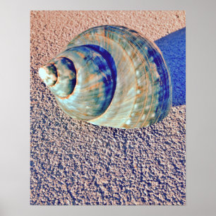 Póster Seashell de Welk del mar