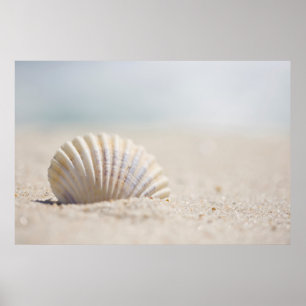 Póster Seashell del molusco
