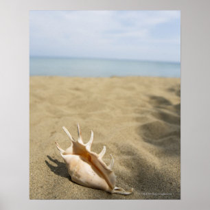 Póster Seashell en la playa arenosa
