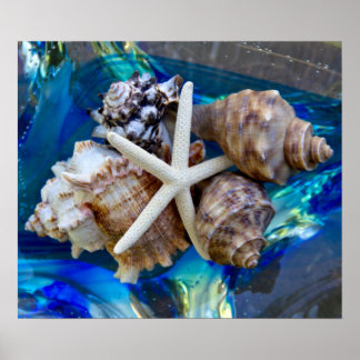 Póster Seashell Poster