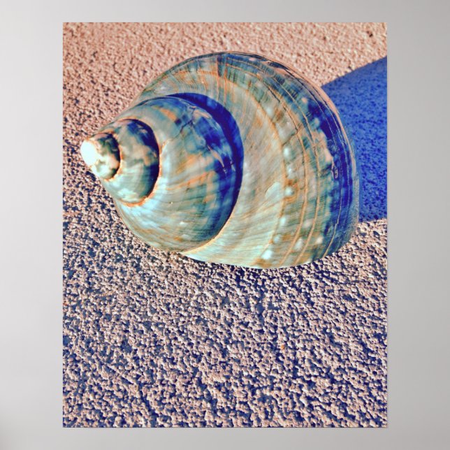 Póster Seashell Sea Welk (Frente)