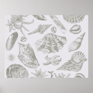 Póster Seashell Soft Art Beach Shell