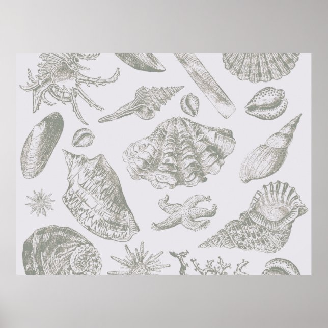 Póster Seashell Soft Art Beach Shell (Frente)
