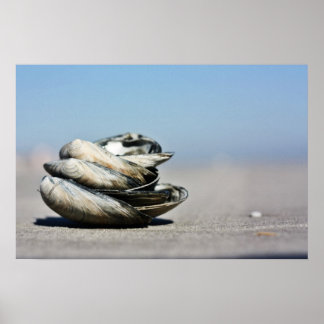 Póster Seashells