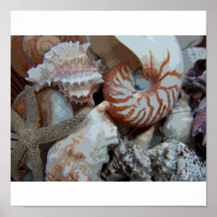 Póster Seashells de la Florida