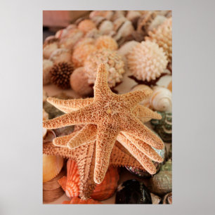 Póster Seashells for sale Zihuatanejo, Mexico