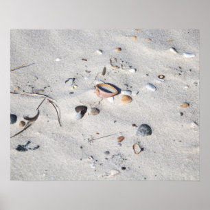 Póster Seashells in the Sand Color 16x20
