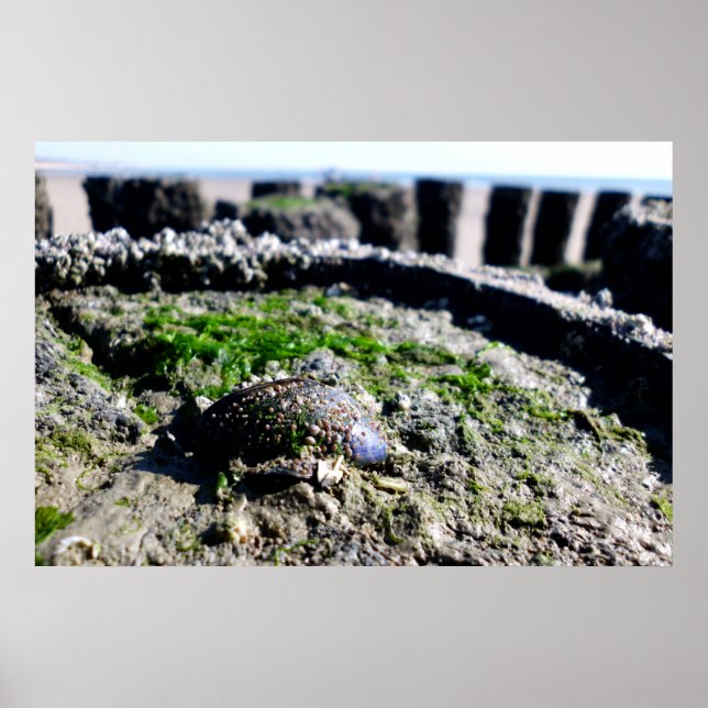 Póster Seaside views - greetings from the sea (Frente)