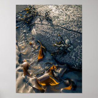 Póster Seaweed Poster/Print