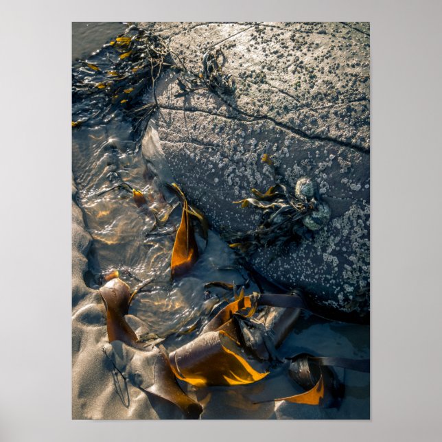 Póster Seaweed Poster/Print (Frente)