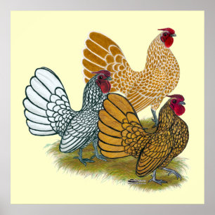 Póster Sebright Rooster Assortment