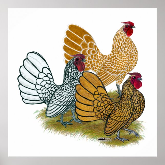 Póster Sebright Rooster Assortment (Frente)