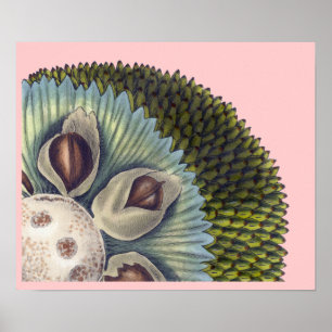 Póster Sección representativa de un árbol del pan -