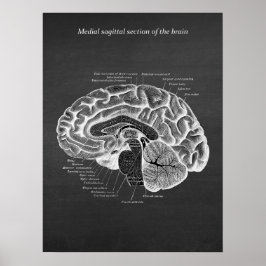 Póster Sección sagital medial de la huella cerebral no. 2