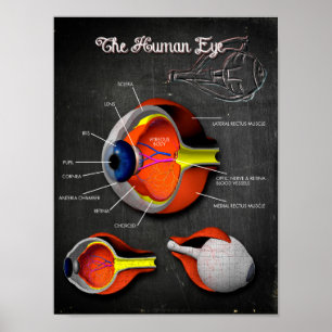 Póster Sección transversal 3D del ojo humano + leyenda