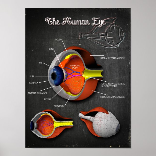 Póster Sección transversal 3D del ojo humano + leyenda (Frente)