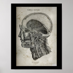 Póster Sección transversal de cráneo humano Nervios Anato