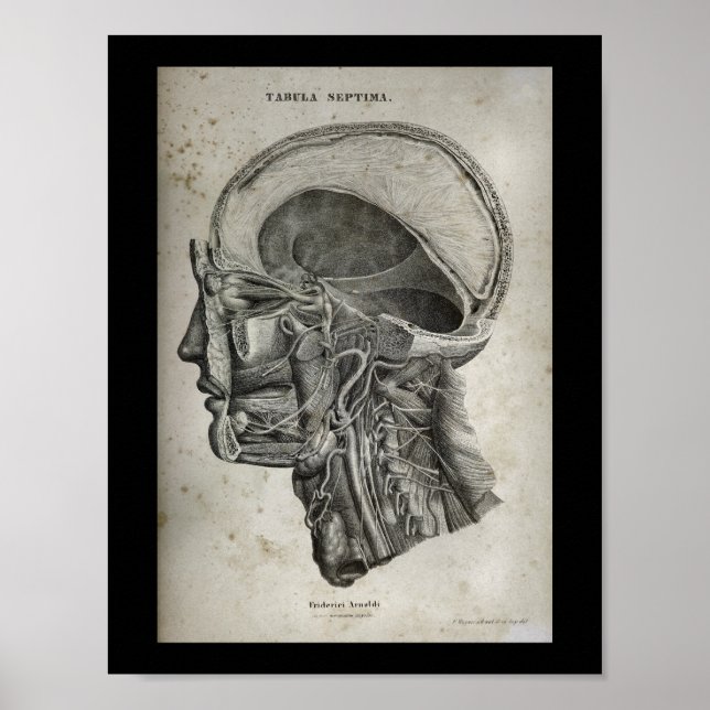 Póster Sección transversal de cráneo humano Nervios Anato (Frente)