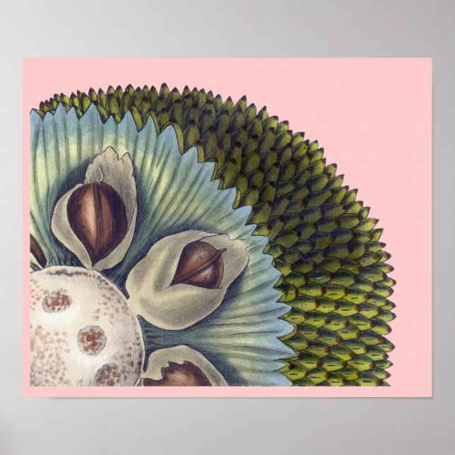 Póster Sección transversal de un fruto de pan - Alimentos (Frente)