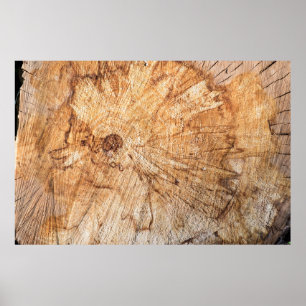 Póster Sección transversal del abanico de manzanas (Malus