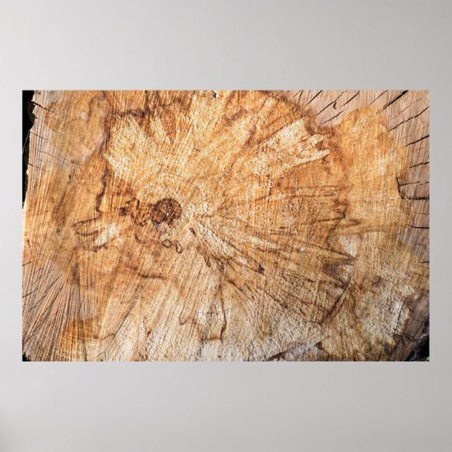 Póster Sección transversal del abanico de manzanas (Malus (Frente)