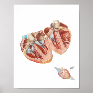 Póster Sección transversal del Corazón de Frank H. Netter