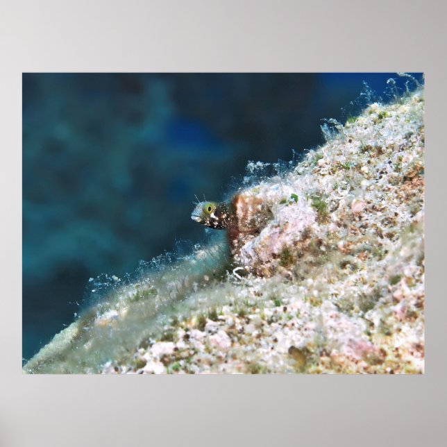 Póster Secretario Blenny II (Frente)