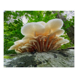 Póster Secrets of nature - autumn fungi's travel