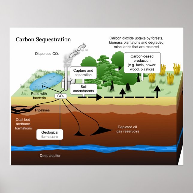 Póster Secuestro de dióxido de carbono de la planta de en (Frente)