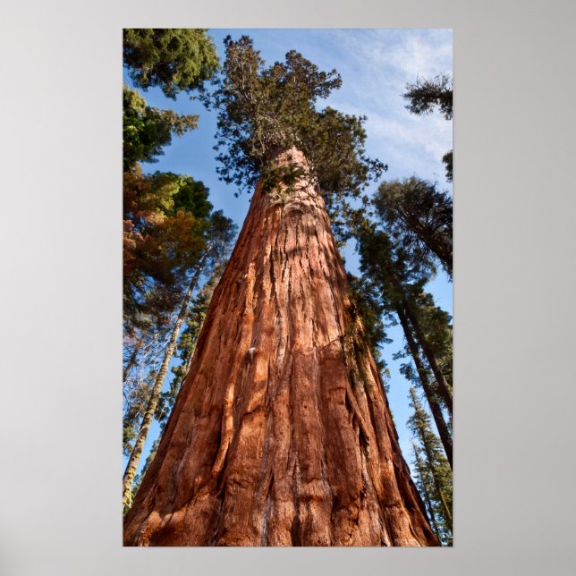 Póster Secuoya Gigante Asciende (Frente)