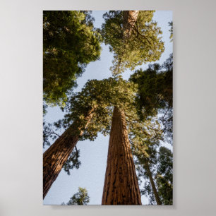 Póster Secuoyas gigantes en el Parque Nacional Sequoia