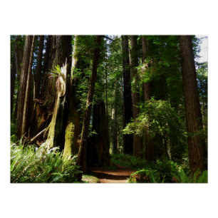Póster Secuoyas y helechos en el Parque Nacional Redwood