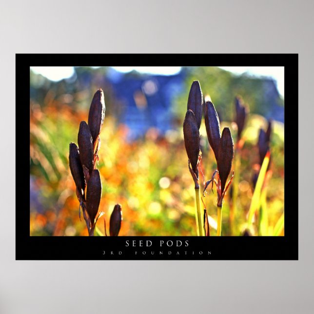 Póster Seed Pods (Frente)