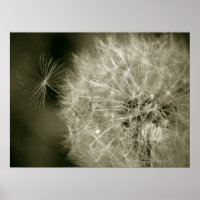 Seedy Dandelion