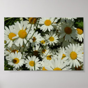 Póster Seeing Daisy