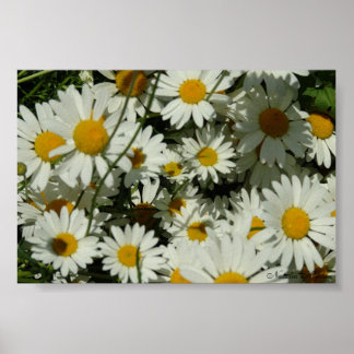 Póster Seeing Daisy