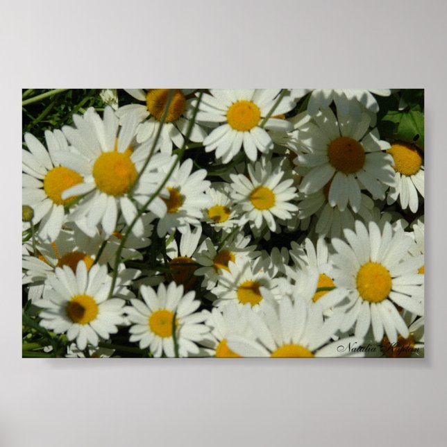 Póster Seeing Daisy (Frente)
